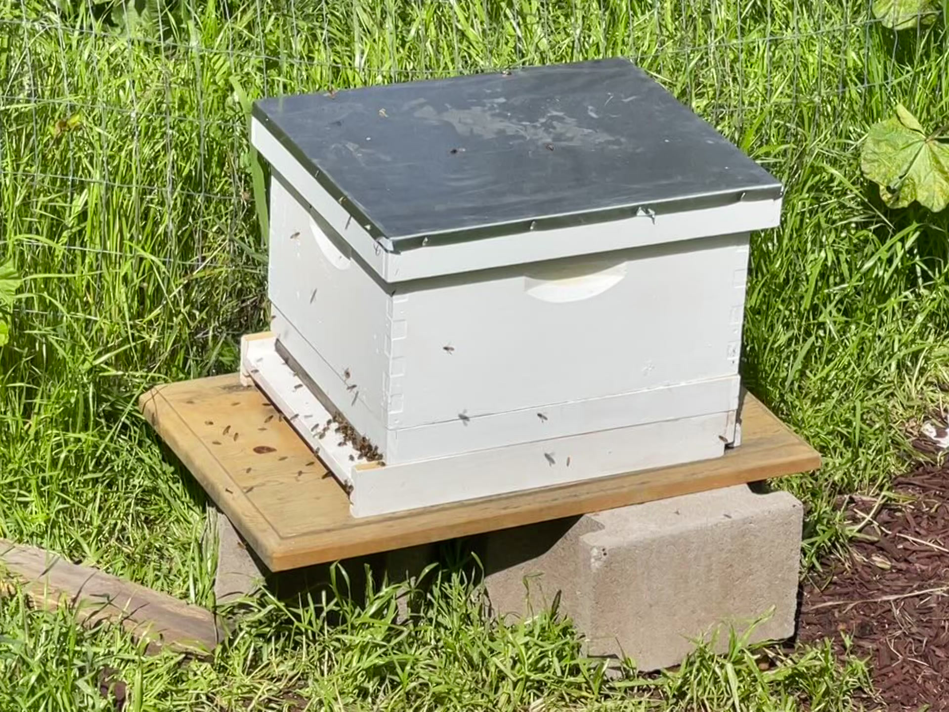 Beekeeping at Morello Hills Honey