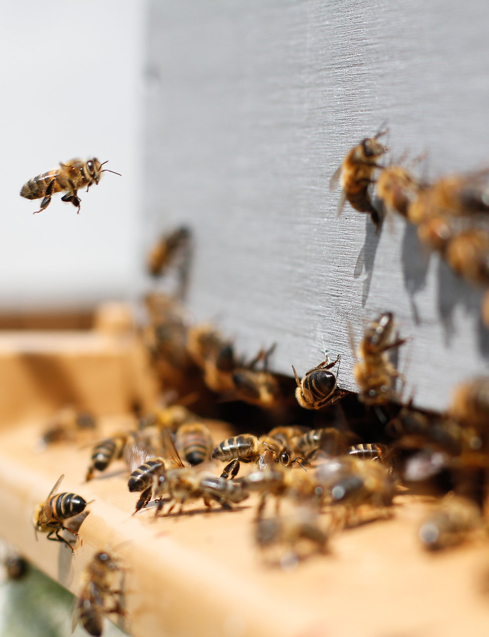 Bees gathering on a frame
